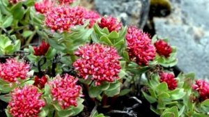 Чем полезна родиола розовая?