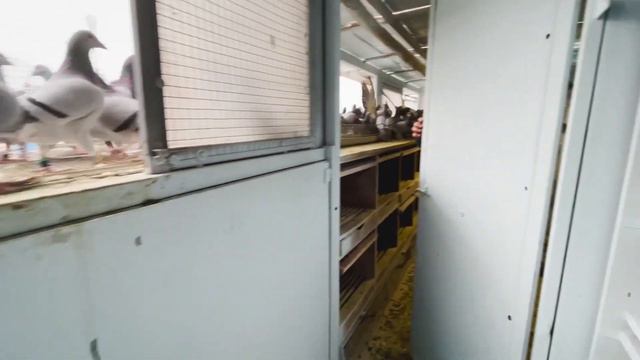 Kóczián Team Postagalambászok - Like Pigeon смотреть онлайн