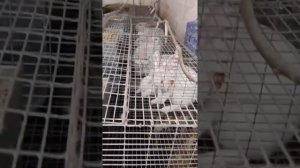 Кролики и куры в одном сарае.