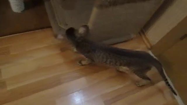 Экстремальные ориентальные и сиамские коты смотреть онлайн