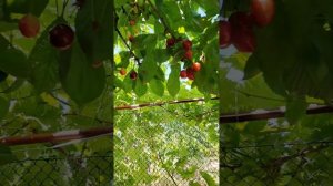 Ранняя черешня «Сказка».Обзор.?
