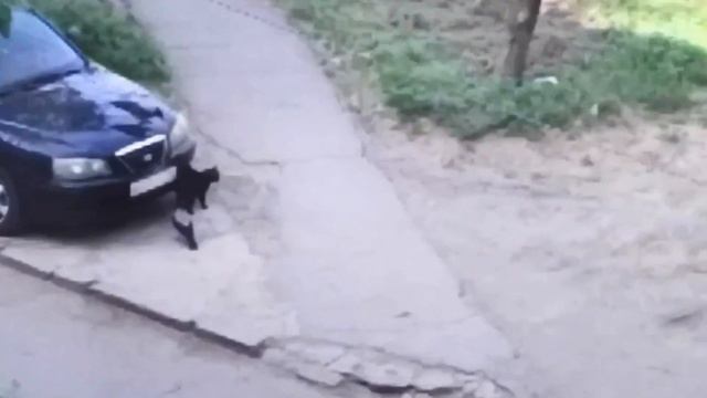 Вороны нападают на безобидного котика