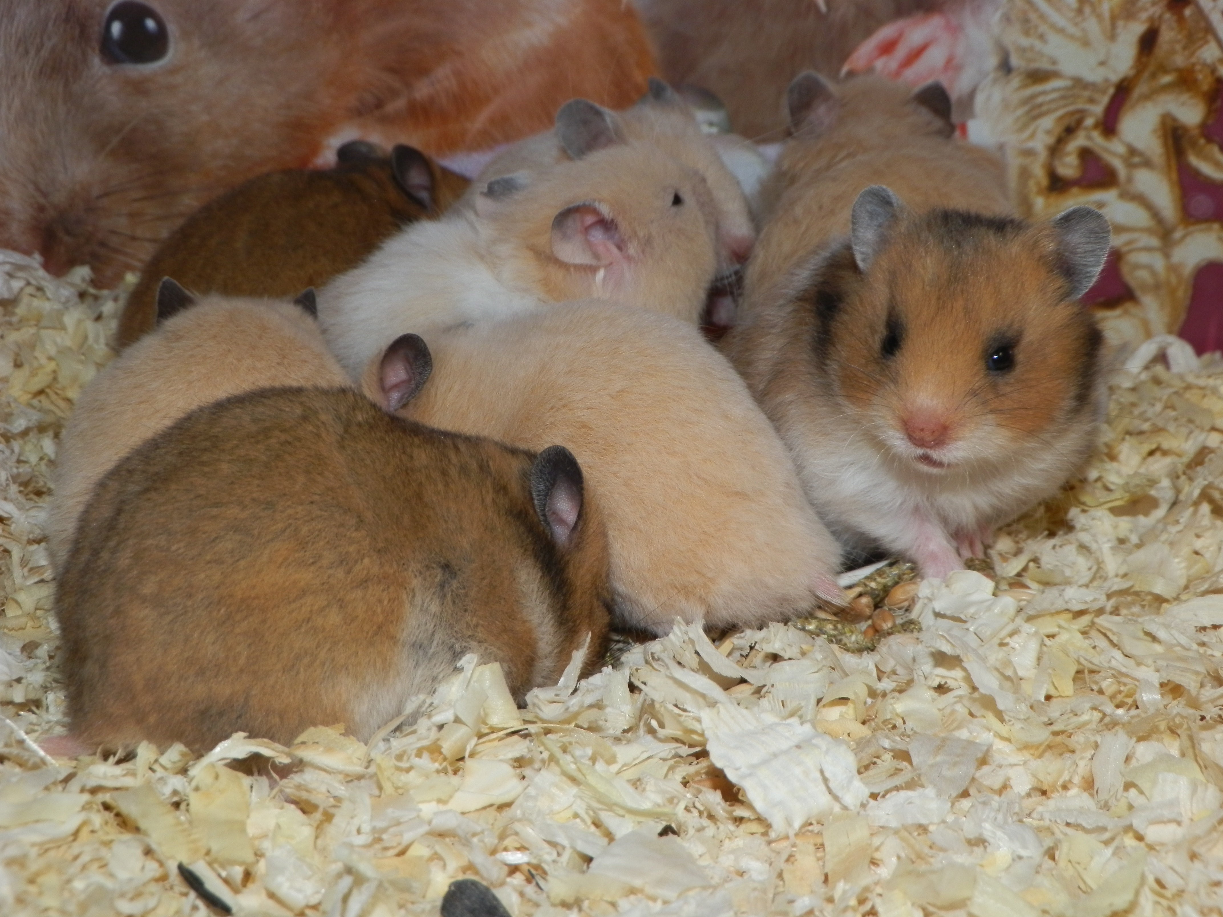 ХОМЯЧАТАМ 20 ДНЕЙ смотреть онлайн