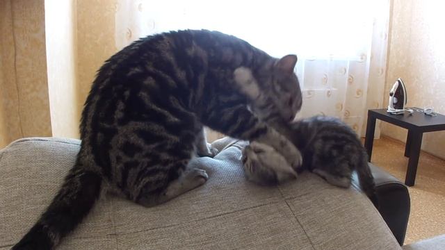 Ласковые шотландцы. Папа кот очень ласков к своему сыну-котику. Забавные и смешные кошки. Часть 3 смотреть онлайн