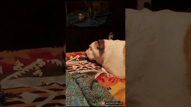 Popcorn Pooch смотреть онлайн