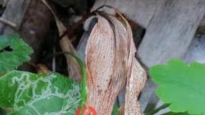 ЛАНДЫШИ семена ОСЕНЬ