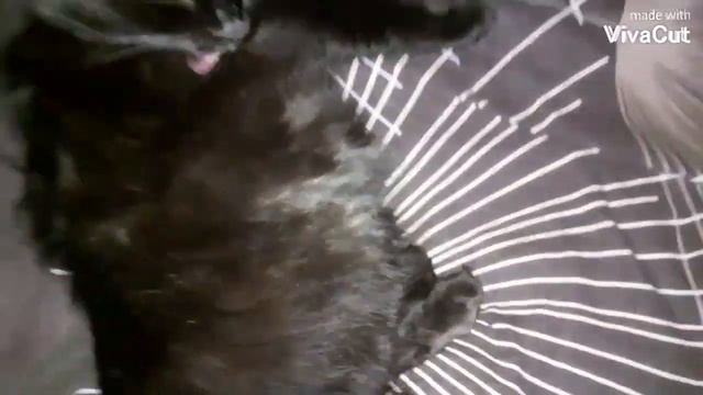Я готовлю борщ, или что происходит в этом видео? смотреть онлайн