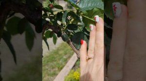 Ожидание и реальность, штамбовая роза Тесс и Голден Зест.