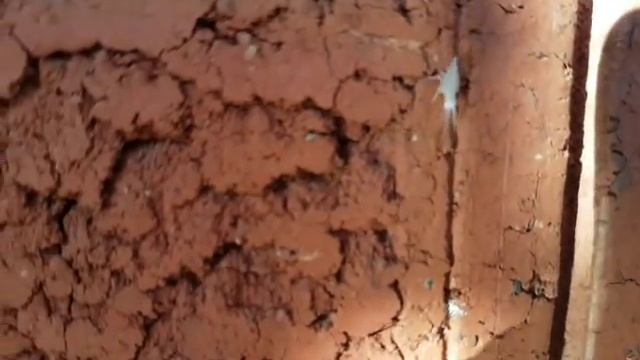 ЭТО КТО ЗАПОЛЗ НА БАЛКОН ЯДОВИТЫЙ ? АВСТРАЛИЯ СИДНЕЙ 24.04.18 НЕОБЫЧНОЕ НАСЕКОМОЕ ИЛИ ЖИВОТНОЕ смотреть онлайн