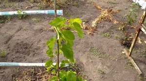 33. Плакучая шелковица. Как вырастить штамб нужной высоты?