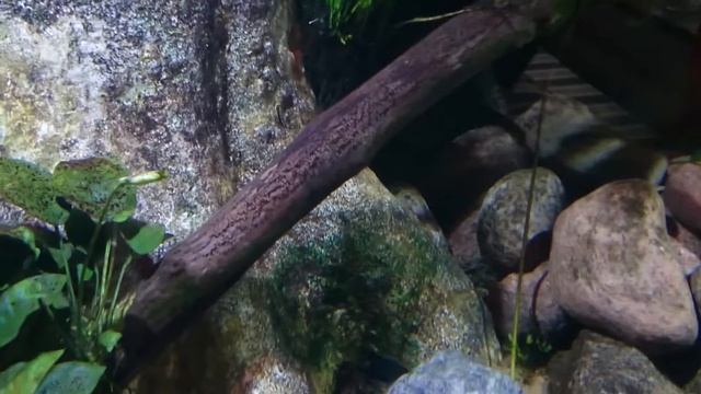 Dawkinsia filamentosa смотреть онлайн