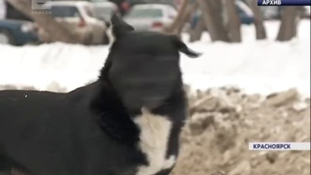 К отлову бродячих собак в Красноярске привлекают дополнительных подрядчиков