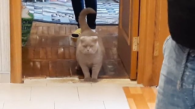 Felix&Cat / Феликс и Кот смотреть онлайн