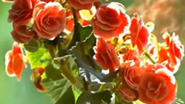 Под одной крышей с вампирами! Какие растения вытягивают из тебя все соки смотреть онлайн