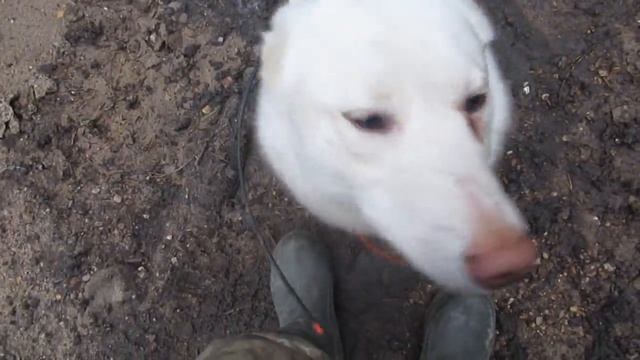 На охоте с Златой/Хантой/Каюром/Козья горка/ смотреть онлайн