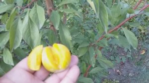 Плуот Флавор Квин(pluot Flavor Queen). Видеообзор 2019 года