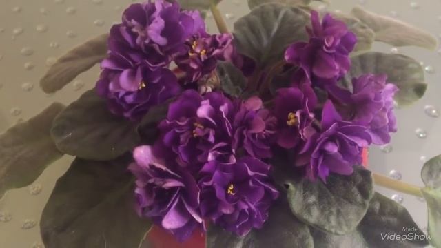 Фиалка ЕК-Чёрная Жемчужина. Цветущая фиалка смотреть онлайн