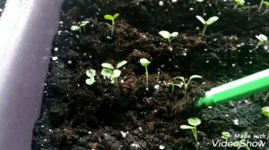 Что делать с рассадой цветов которая сильно вытянулась.