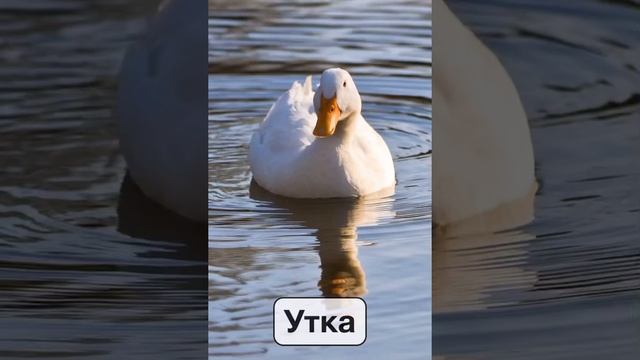 ЗВУКИ ЖИВОТНЫХ для самых маленьких - развивающий мультик для детей - как говорят животные. смотреть онлайн