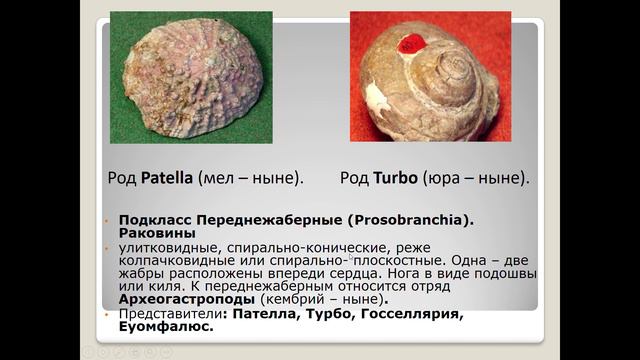 лекция 5 гастроподы_1 смотреть онлайн