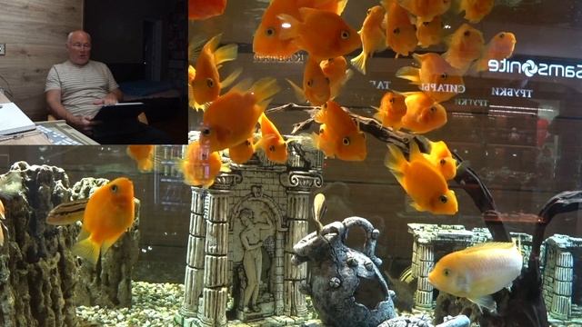 БОЛЕЗНИ ЛОР. ЛЕГКИЕ, БРОНХИ. Малахов.