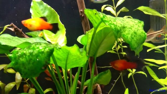 Пецилия редиска. Содержание, уход, совместимость и размножение.