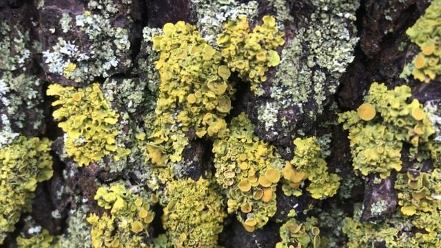 Лишайник на деревьях и бетоне: что делать и надо ли от него избавляться? смотреть онлайн