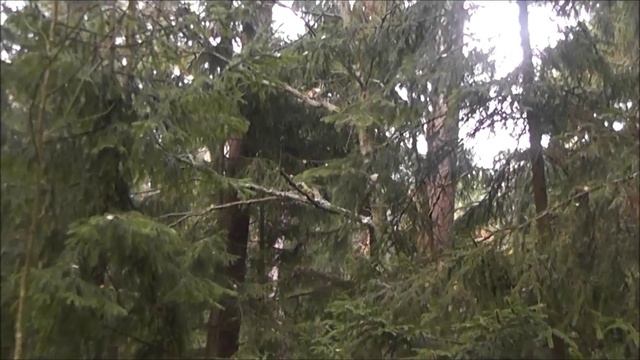 ВРЕМЯ РАЗБРАСЫВАТЬ ЛИСТЬЯ  ВЕДЬМИНА ГОРА