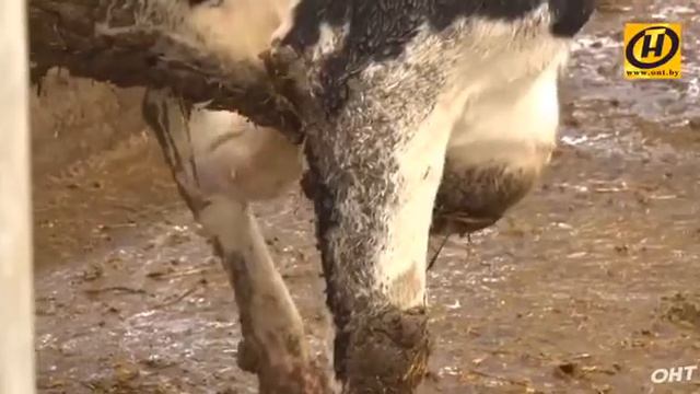 Рога и копыта смотреть онлайн