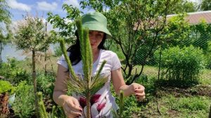 Как сделать НИВАКИ из сосны | Формирование хвойных |  Прищипка соны | Сосна на штамбе