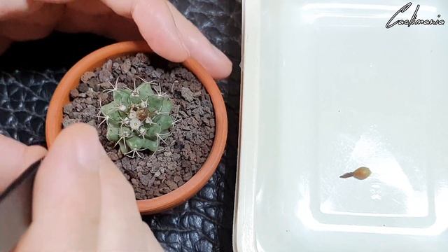 Harvesting Cactus Seeds | Rebutia | Turbinicarpus | Frailea смотреть онлайн