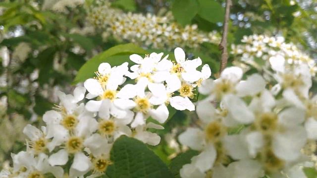 Черёмуха цветёт/Bird Cherry Blossoms