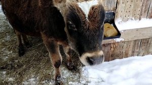 Можно ли давать сырой картофель козам, овцам и телятам???