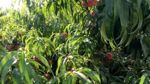 Никогда так не делайте с персиком/ сорт ПОСОЛ МИРА 2021