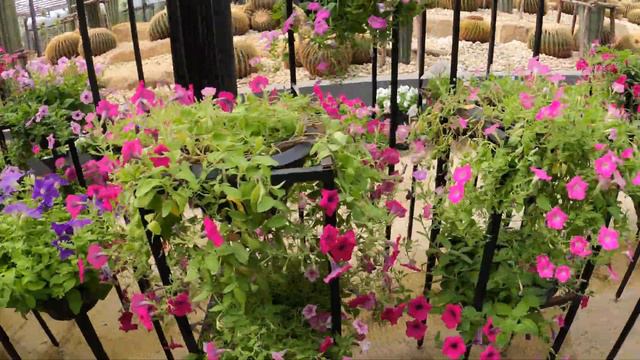 พิทูเนีย Petunia สวนนงนุช