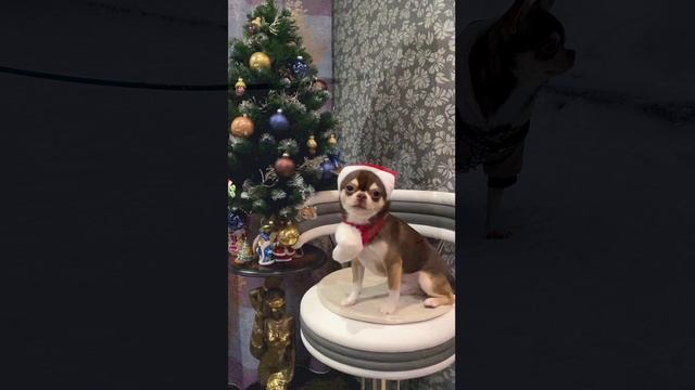 Ты - из моей мечты! смотреть онлайн