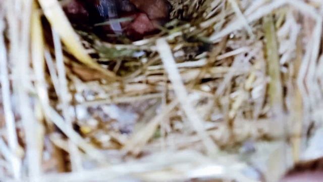 Java finch Breeding progress at Lala aviary shed and Java sparrow Breeding tips|5-11-21| смотреть онлайн