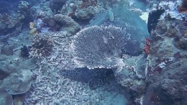 Музыка для расслабления, медитации хорошего сна сна(ASMR)., музыкальная терапия трансляция. смотреть онлайн