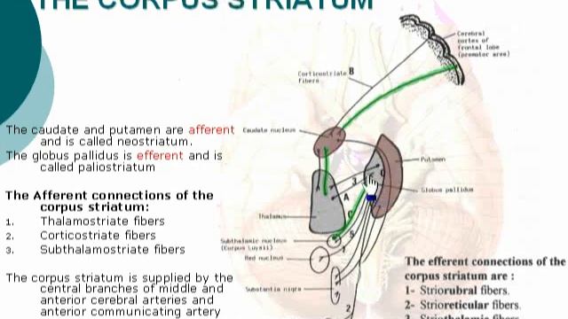 63 Connections of corpus striatum cxt смотреть онлайн