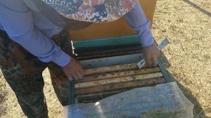 Исправление отрутовевшей пчелосемьи