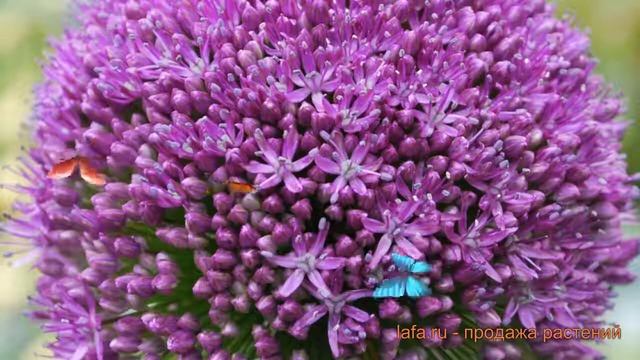 Лук декоративный Амбассадор ? обзор: как сажать, саженцы лука Амбассадор смотреть онлайн