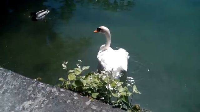 Остров Майнау: лебеди 1 смотреть онлайн