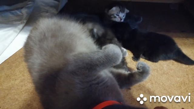 Шотландским котятам 14 дней смотреть онлайн