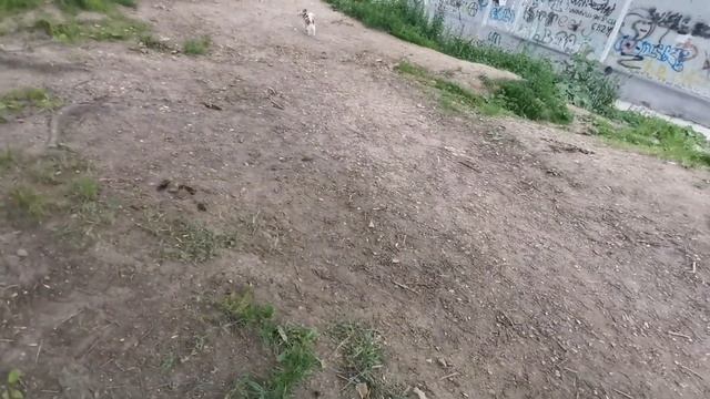 Как гуляет самая умная собака России