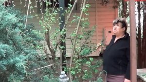 Лещина. Лесной Фундук, Лешина « Конторта». Неприхотливые Садовые Кустарники