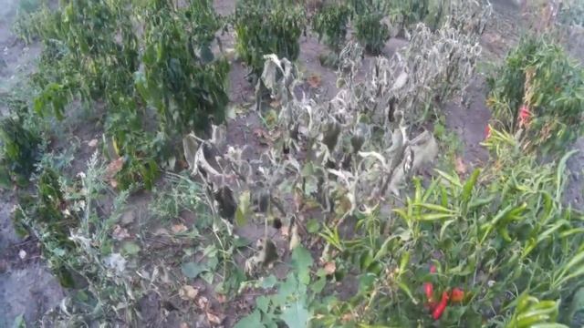 Осенний заморозок на винограднике. Что делать?