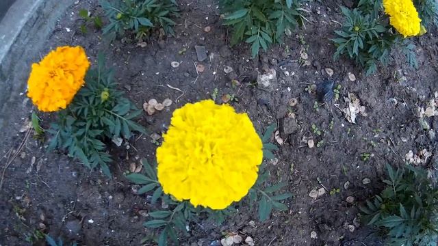 Бархатцы (чернобривцы) африканские (прямостоячие) оранжевого и желтого цвета смотреть онлайн