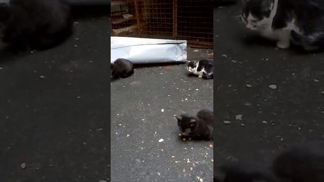 Помогите! У котят вытекают глаза. Спб смотреть онлайн