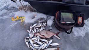 Зимняя рыбалка на мормышку, уклейка не дает опустить мормышку