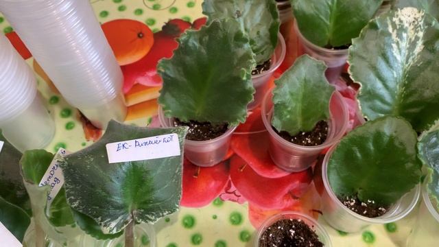 Сажаю только так !! 100 % результат !! Размножение фиалок быстро и успешно ! смотреть онлайн